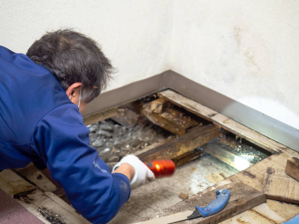 Best Emergency Mold Remediation in Green Oaks, IL