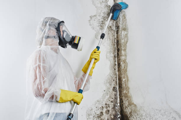 Best Commercial Mold Remediation in Green Oaks, IL