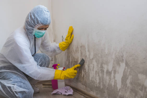 Best Insurance-Related Mold Remediation in Green Oaks, IL