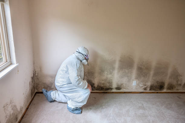 Best White Mold Remediation in Green Oaks, IL