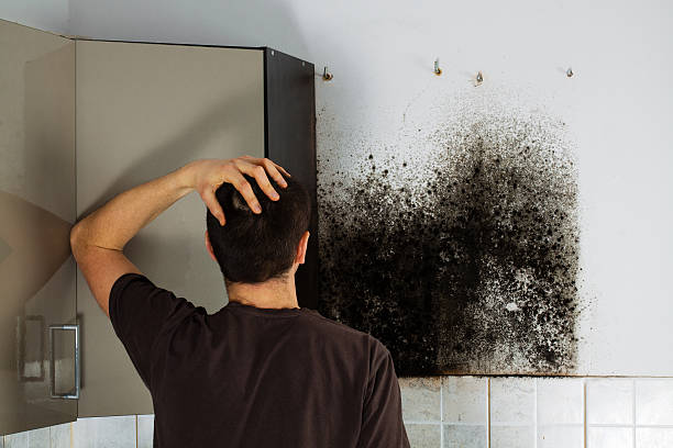 Best Basement Mold Remediation in Green Oaks, IL