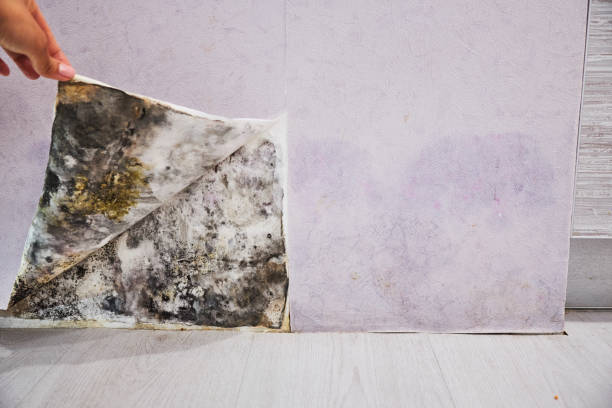 Best Post-Flood Mold Remediation in Green Oaks, IL